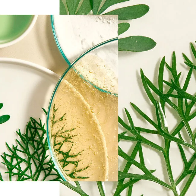 Natura Bissé Tolerance Recovery Cream | Rahustav taastav näokreem tundlikule nahale 50 ml